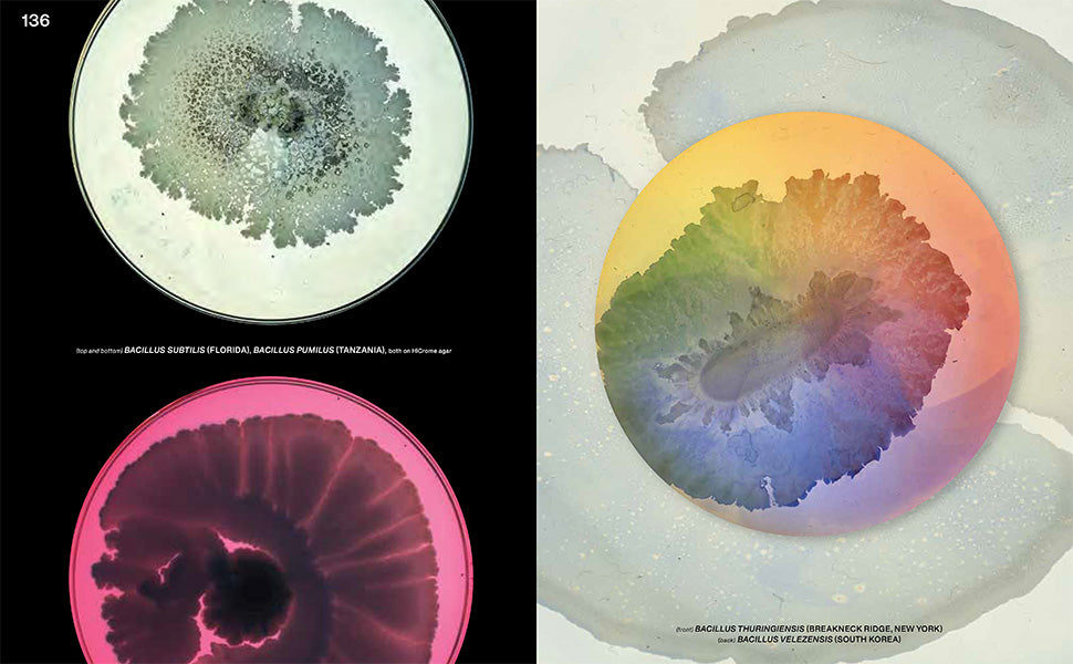 Beautiful bacteria book open