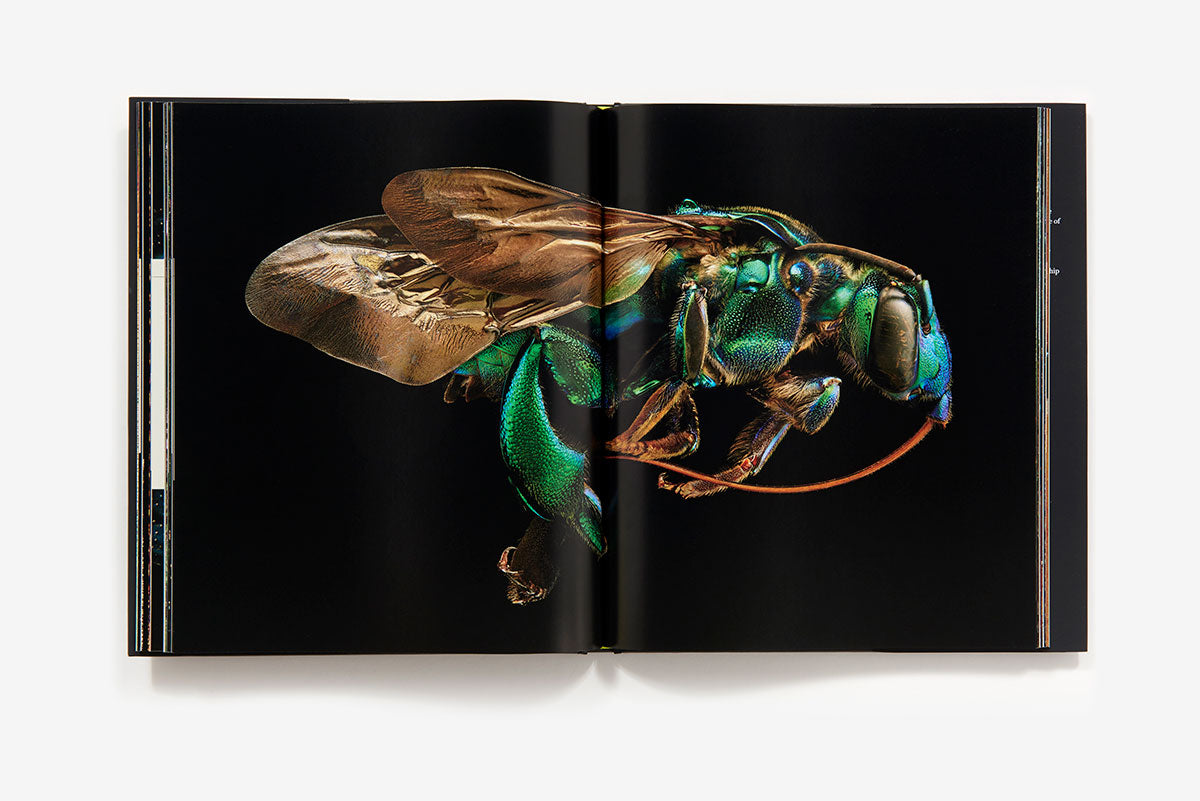 Microsculpture portraits of insects book inside