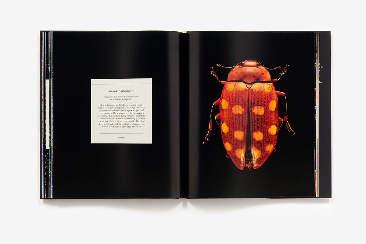 Microsculpture portraits of insects book inside