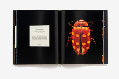 Microsculpture portraits of insects book inside