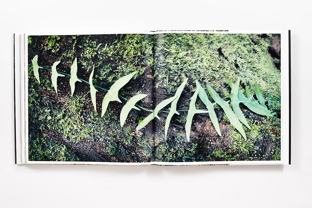 Rainforest book inside