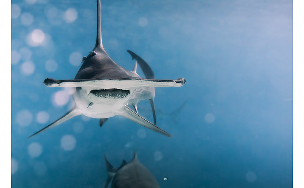 Shark portraits book inside